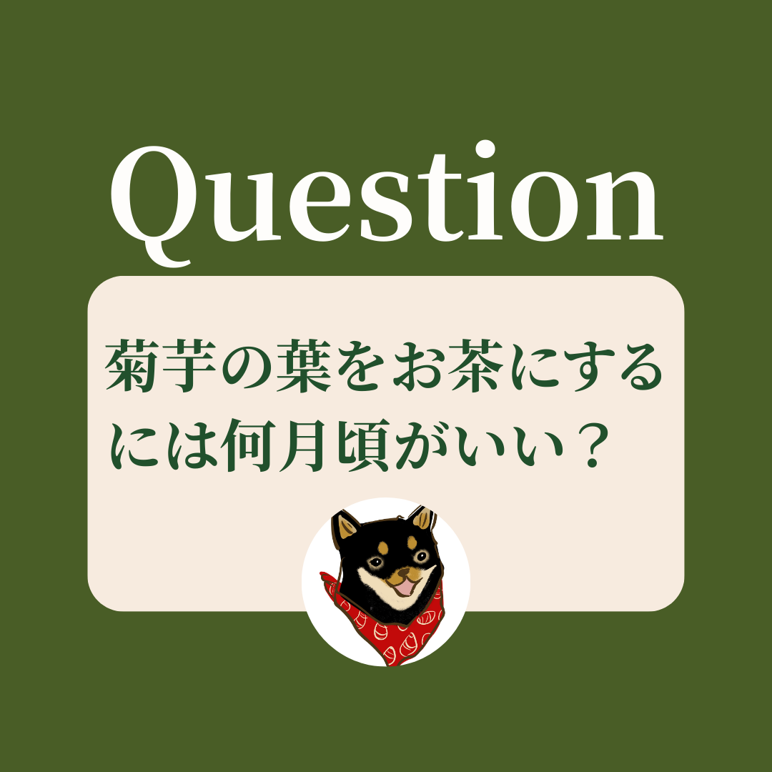 菊芋の葉をお茶にするには何月頃がいい？