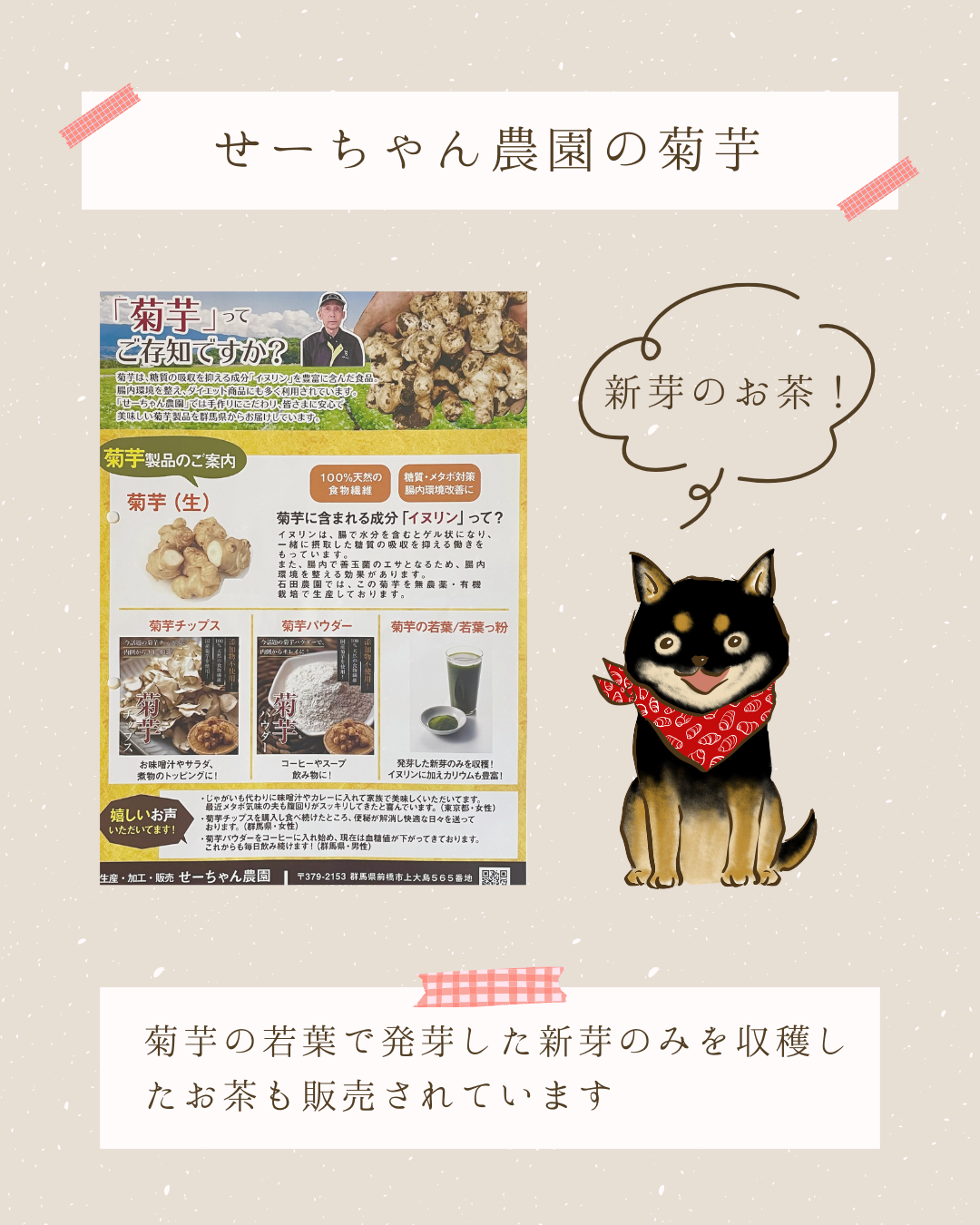 せーちゃん農園の菊芋