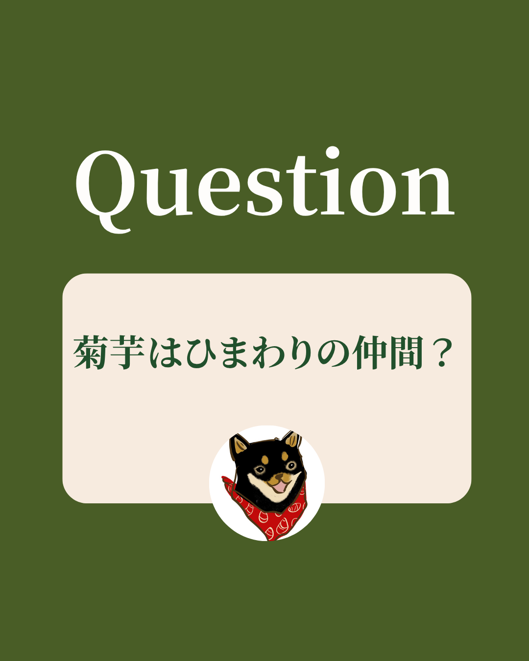菊芋はひまわりの仲間？