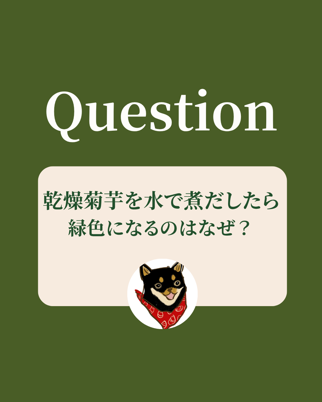 乾燥菊芋を水で煮だしたら緑色になるのはなぜ？