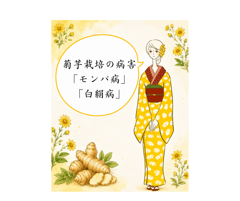 菊芋栽培の病害「モンパ病」「白絹病」