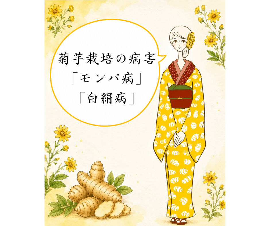 菊芋栽培の病害「モンパ病」「白絹病」