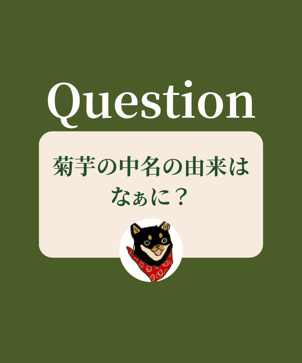 菊芋の中名の由来はなぁに？
