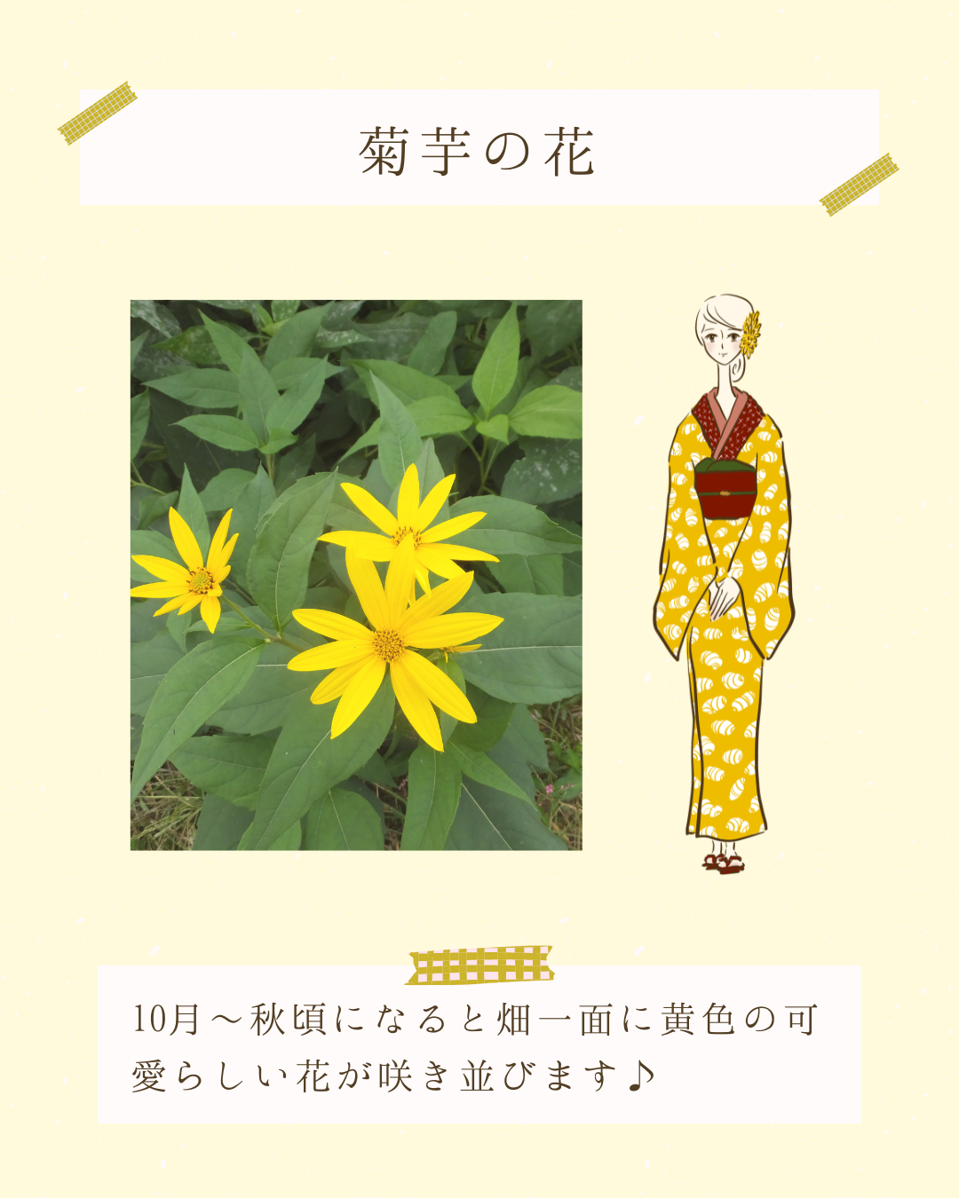 菊芋の花