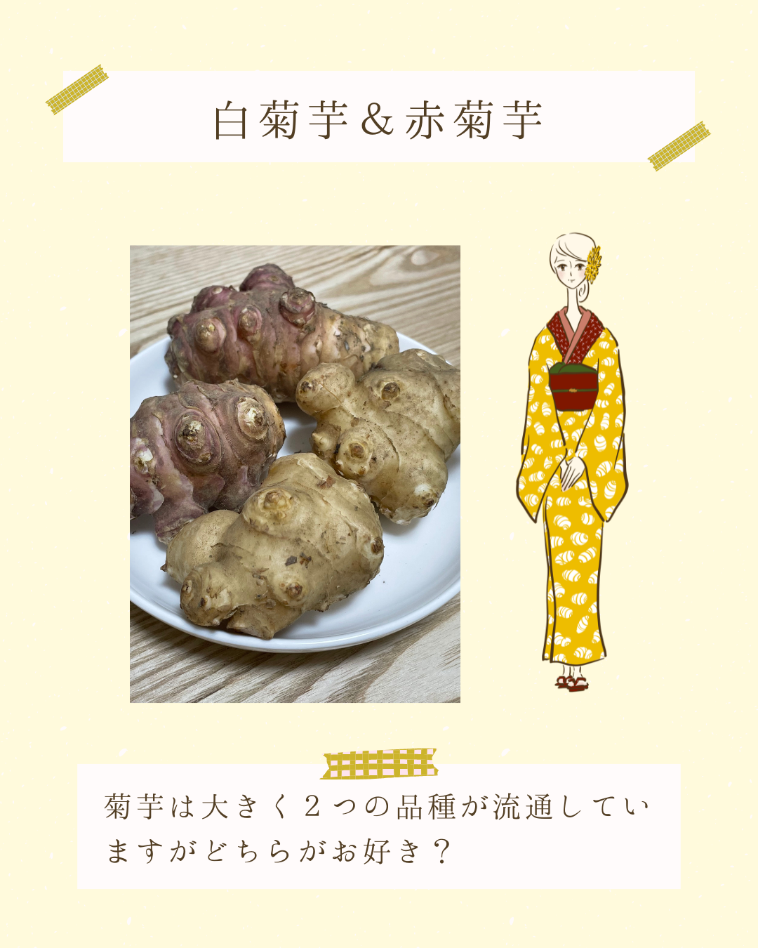 白菊芋＆赤菊芋