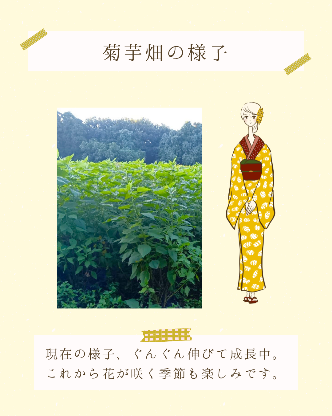 菊芋畑の様子