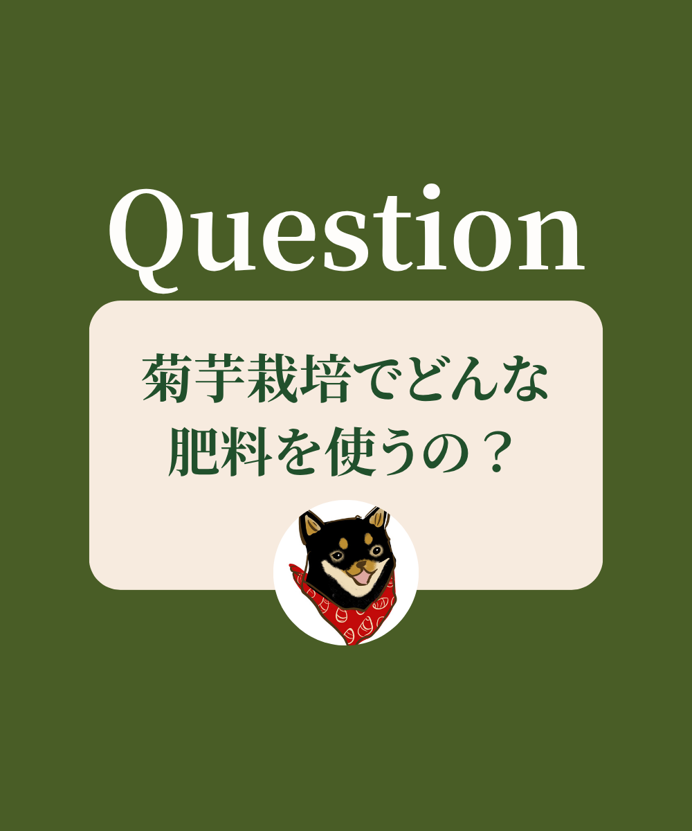 菊芋栽培でどんな肥料使うの？